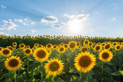 Sunflower Field Under Sunny Blue Sky