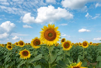 Sunflower Field Under Blue Sky