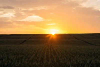Sunset over Corn Field