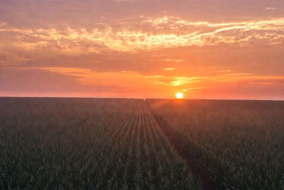 Sunset over cornfield rows