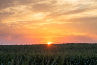 Sunset over cornfield