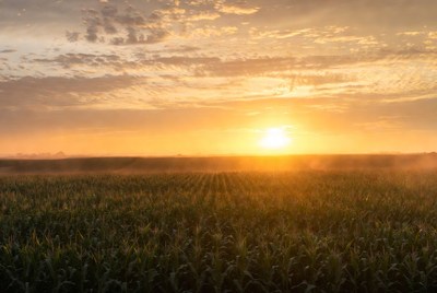 Sunrise over Corn Field