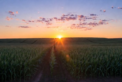 Sunset over Corn Field Path