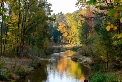 Autumn Forest River with Colorful Trees