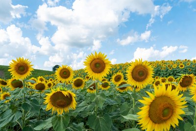 Sunflower Field Under Blue Sky