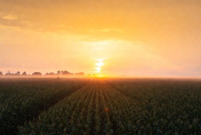 Sunrise over cornfield with mist