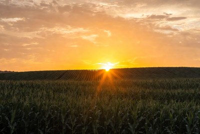 Sunset over cornfield