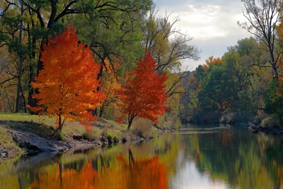 Autumn trees reflecting in river