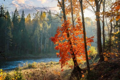 Autumn Forest with River