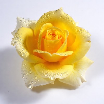 Yellow rose with water droplets