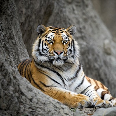 Tiger resting against tree trunk