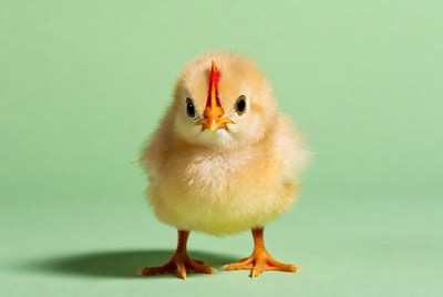 Cute yellow chick on green background