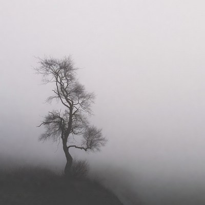 Lonely tree in thick fog