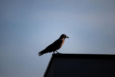 Silhouette crow perched on roof