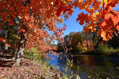 Autumn River with Red Maple Trees