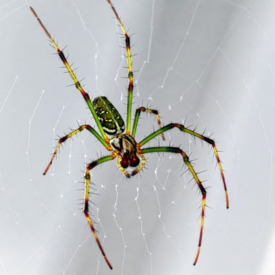 Green orb-weaver spider on web