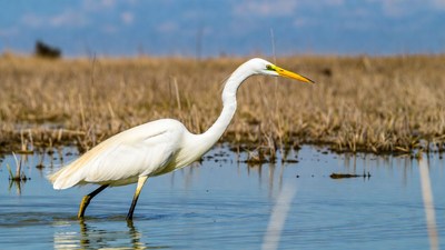 Great Egret wading in shallow water