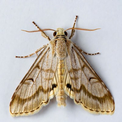 Brown gray moth wings spread
