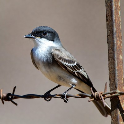 Gray Flycatcher perched on barbed wire