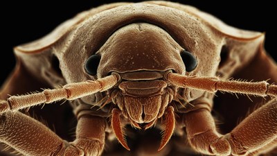 Close-up of silverfish insect