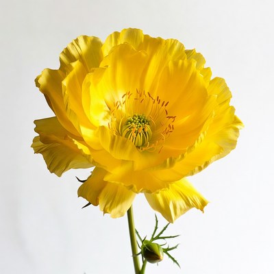 Yellow Poppy Flower on White Background