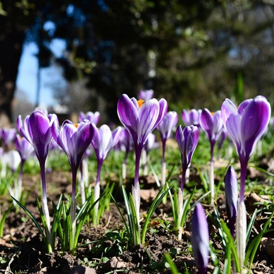 Purple crocuses blooming in garden