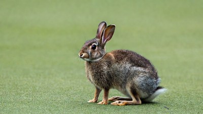 Rabbit sitting on green grass