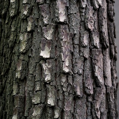 Rough Tree Bark Closeup