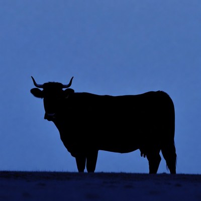 Cow silhouette on blue background