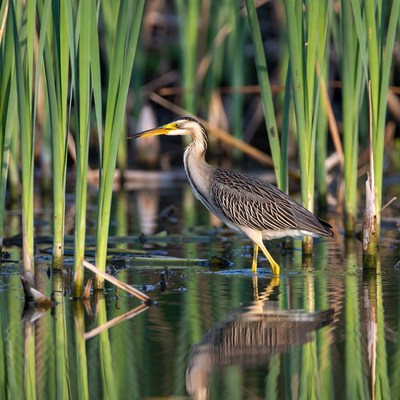 Great Blue Heron in Marsh
