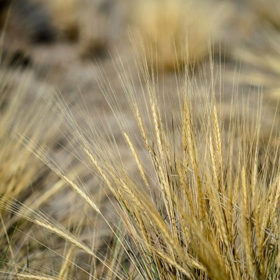 Golden wheat stalks in field