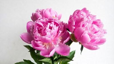 Pink Peony Flowers on White Background