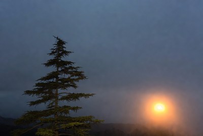 Silhouetted Pine Tree with Moon