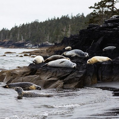 Harbor seals on rocky shore
