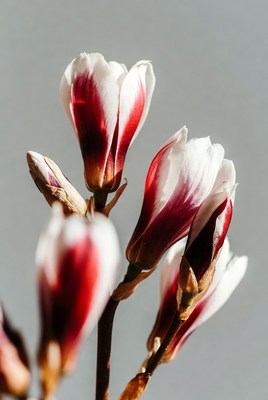 Red and White Magnolia Flowers