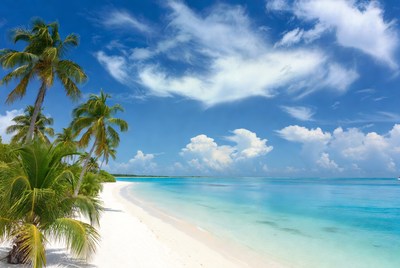 Tropical beach with palm trees