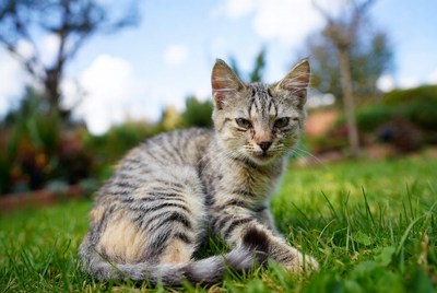 Tabby kitten sitting on grass