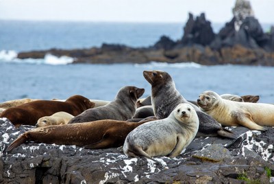 Fur seals lounging on rocky ocean shore