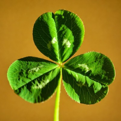 Four-Leaf Clover on Yellow Background