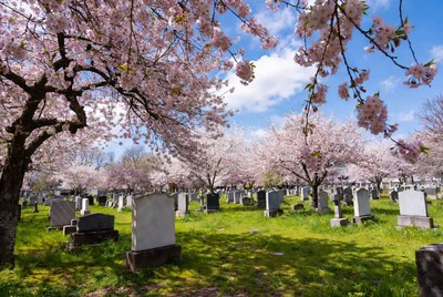 Cherry Blossoms Over Cemetery Gravestones