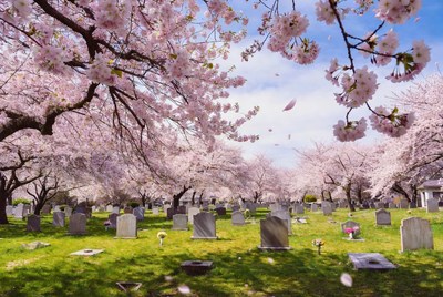 Cherry Blossoms Over Cemetery