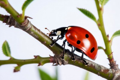 Ladybug on green plant stem