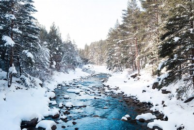 Snowy River Flowing Through Pine Forest