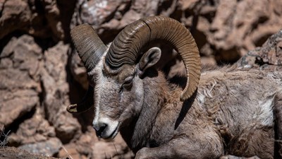 Bighorn sheep on rocky mountain