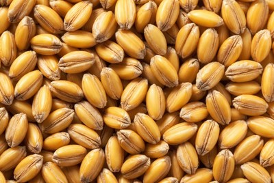 Close-up of wheat grains