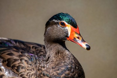 Mandarin Duck Closeup Portrait