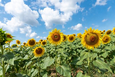 Sunflower Field Under Blue Sky