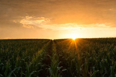 Sunset over cornfield rows