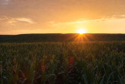 Sunset over cornfield