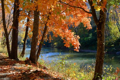 Autumn Trees by River